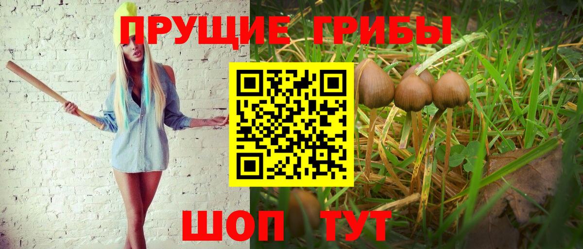 Галлюциногенные грибы Cubensis Тавда